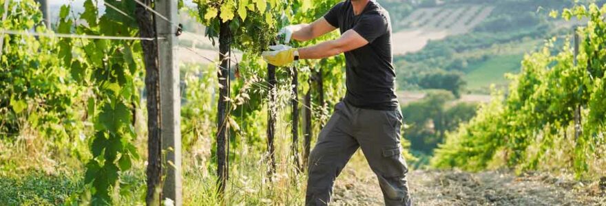 viticulture